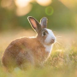 Erste Schritte in die Tierkommunikation · Dein 1:1 Workshop mit mir
