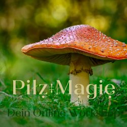 PilzMagie · Dein Online Workshop