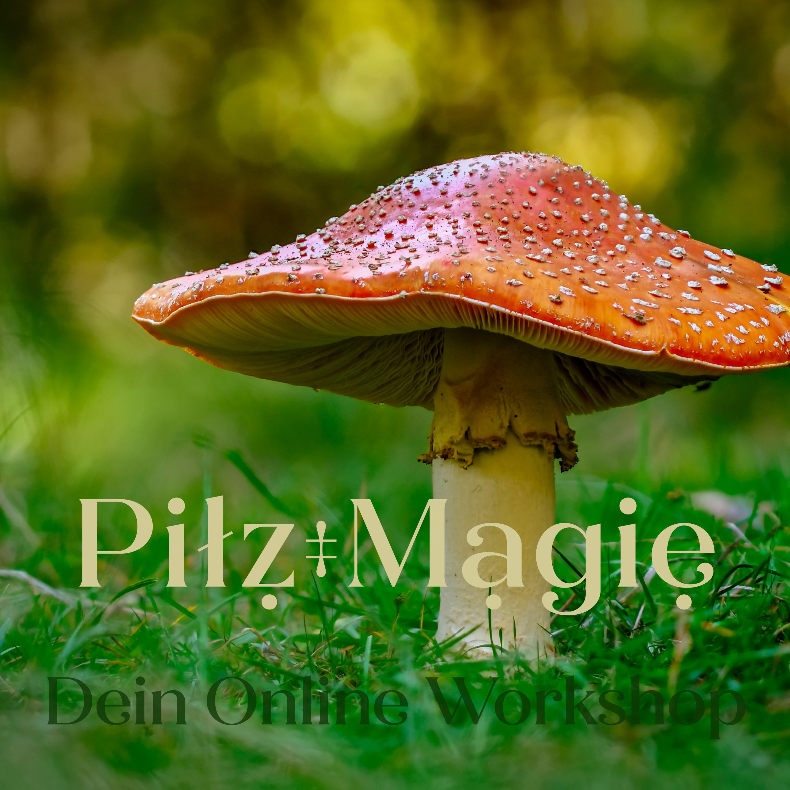 PilzMagie · Dein Online Workshop