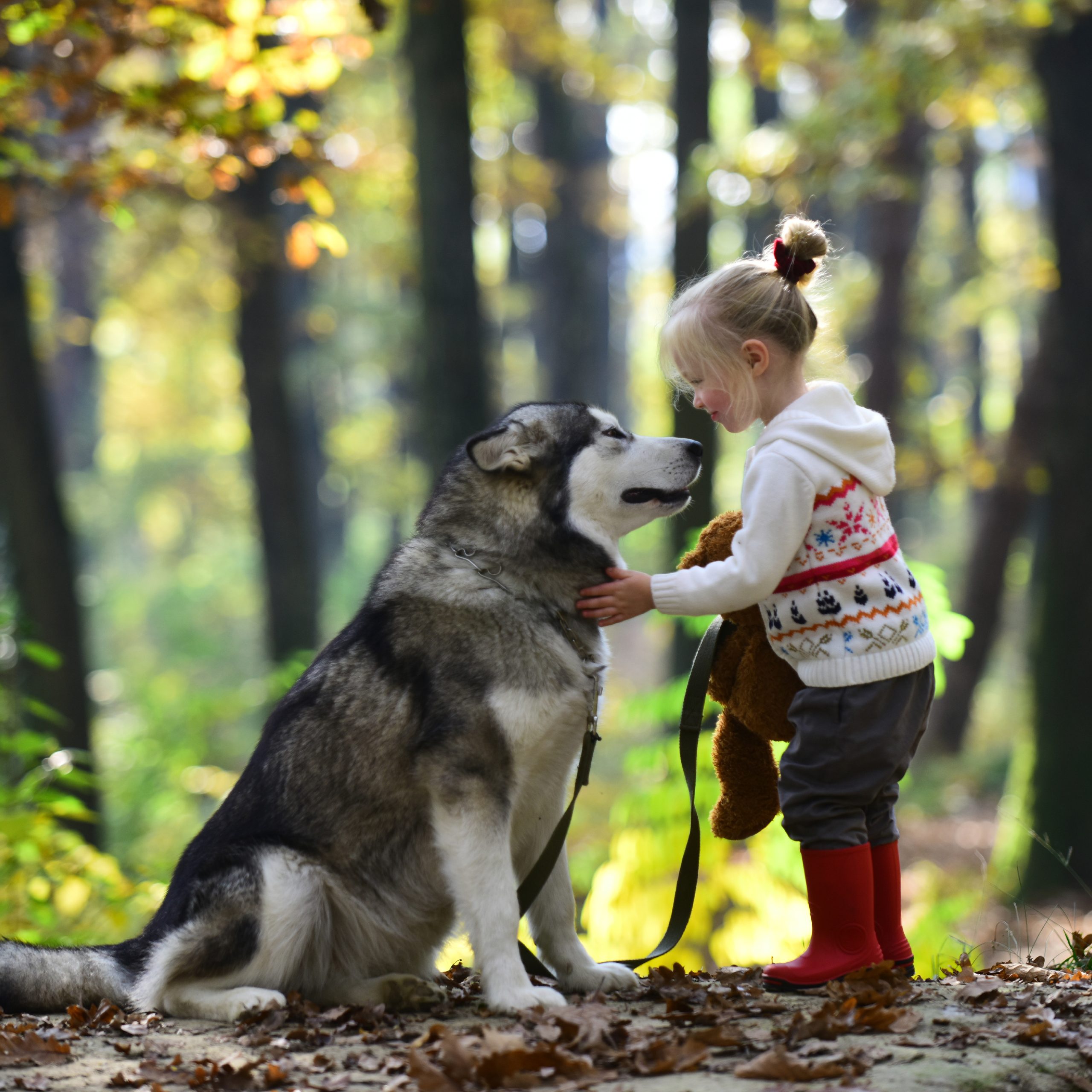 Waldbaden mit Hund · Dein Online Workshop – Bild 2