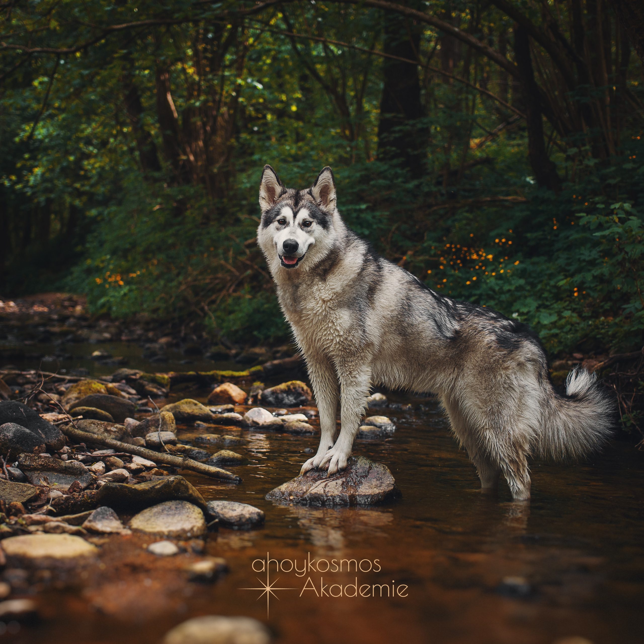 Waldbaden mit Hund · Dein Online Workshop – Bild 4