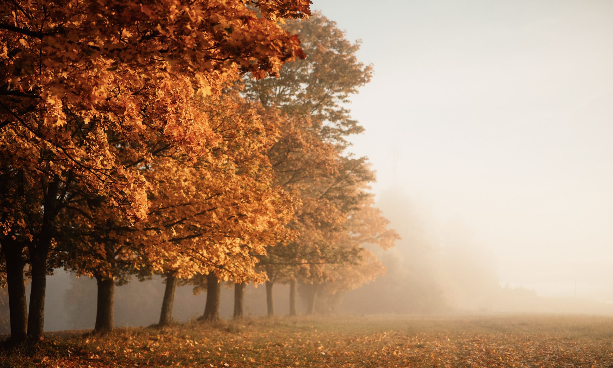 Herbstbäume im Nebel, Online-Workshop Trauer bei ahoykosmos