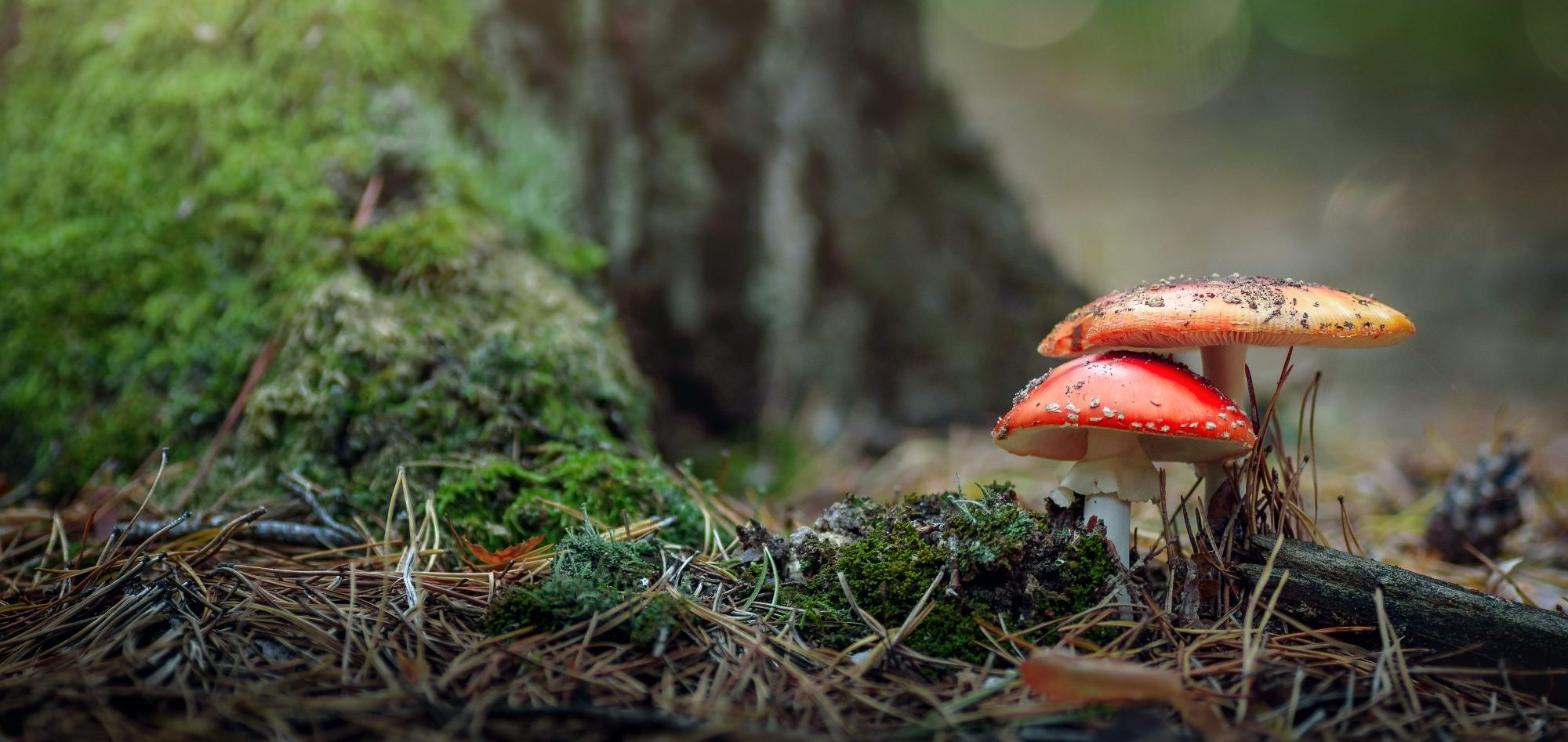 Pilzkommunikation – Pilze im Herbstwald, ahoykosmos